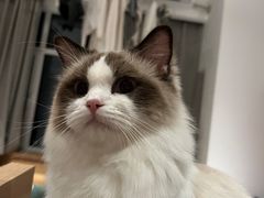-猫大福·Fortune Cat猫舍(百子湾店)