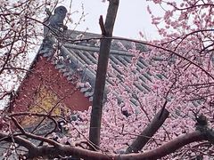 -桃花堤公园