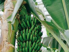 -北京植物园-展览温室