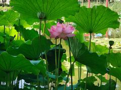 -陈家山荷花公园