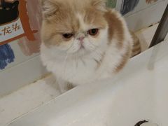 -滚猫咖啡·猫咖·猫友好撸猫(未来城店)