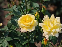 -上海共青森林公园