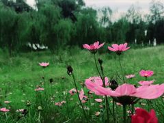 -长白岛森林公园