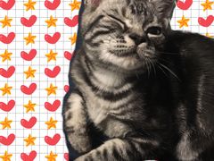 -猫大福·Fortune Cat猫舍(百子湾店)