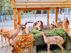 -长白岛森林公园