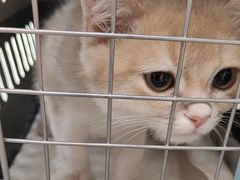 -瑞派伍一宠物医院·眼科·骨科·猫科转诊中心(马王堆院)