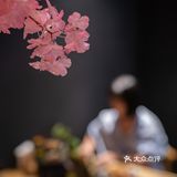 这里的樱花🌸开了，我想约你一起吃日料，好吗？