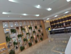 -碧莲盛·不剃发植发