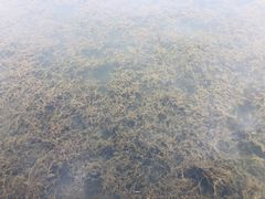 -芒洲湿地公园