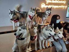 -Husky Go! 哈士奇体验馆·宠物咖啡厅狗咖