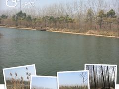 -合肥滨湖国家森林公园