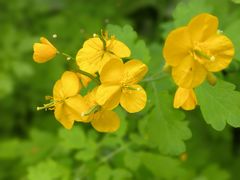 -黑龙江省森林植物园