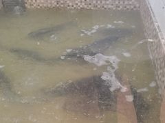 -陈大锅·岳阳鱼馆·地道岳阳菜(美食街店)