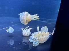 -暹罗海洋世界