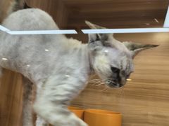 -猫十亿·布偶金渐层·曼基康矮脚猫舍(青年路店)