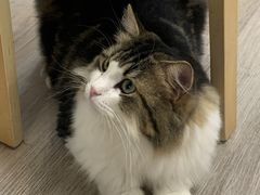 -柴迷FANS CLUB·柴犬狗咖·猫咖