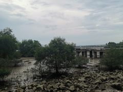 -宝安西湾红树林湿地公园