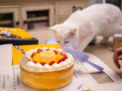 -熊猫不走蛋糕（同城送）(长沙店)