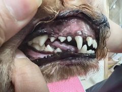 -宠福鑫康馨动物医院·骨科·眼科