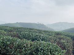 -龙坞茶村