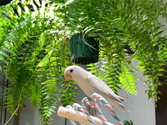 -吉丁鸟咖·异宠·寄养