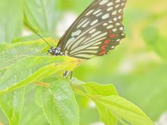-靖西鹅泉风景区