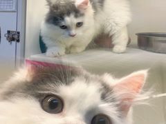 -lincat·猫舍(广州店)