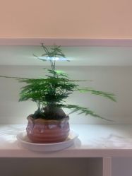 -初瞳专营美睫美甲