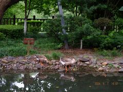 -八大山人梅湖景区