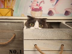 -超宠爱宠物摄影-Super pet