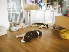 -Husky Go! 哈士奇体验馆·宠物咖啡厅狗咖