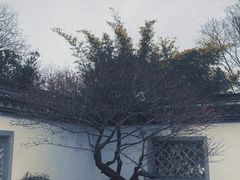 -杭州植物园