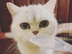 -猫小院猫主题餐厅(三里屯店)