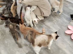-楼上猫咖(罗湖店)