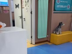 -天使宠物医院·犬猫分诊(彩虹店)
