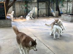 -TrueLove @ Neverland (Husky Cafe)