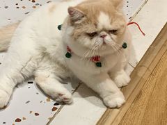 -滚猫咖啡·猫咖·猫友好撸猫(未来城店)