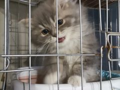 -浣熊柯尔鸭土拨鼠·电玩咖