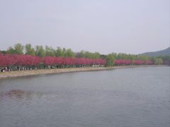 -羊山湖公园