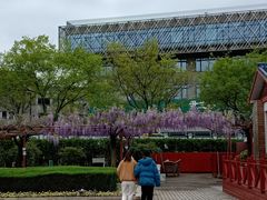 -嘉定紫藤园