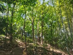 -上海佘山国家森林公园天马山园