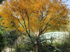-新虹桥中心花园