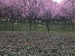-龙头寺公园