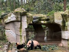 -中国大熊猫保护研究中心雅安碧峰峡基地