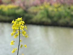 -南汇桃花村