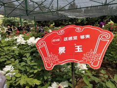 -神州牡丹园