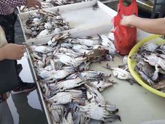 -何庄子阿米玛玛农产品批发市场