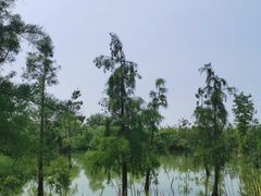 -上海长兴岛郊野公园