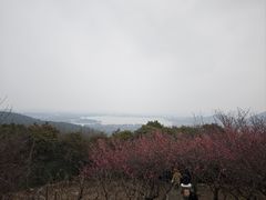 -香雪海