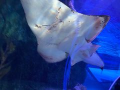 -暹罗海洋世界